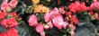 Begonia