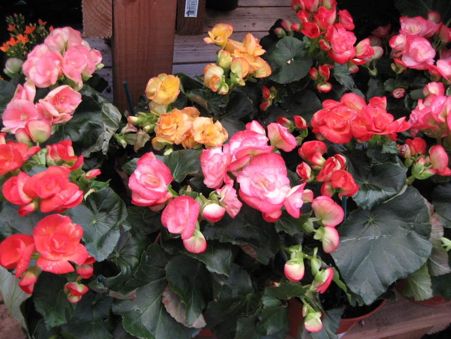Begonia