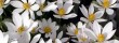 Bloodroot