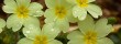 Primroses