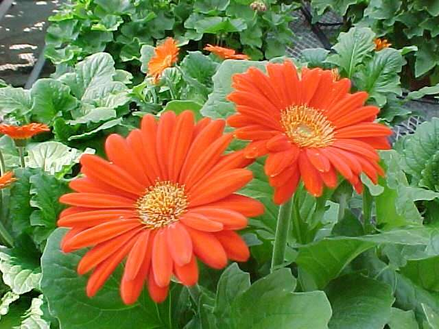 panta-flowesr